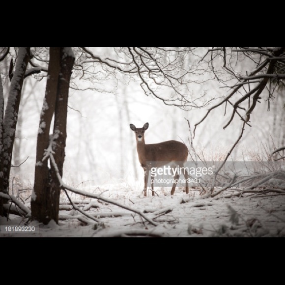 Meet your Posher, BaileyBops - Picture 6 of 6